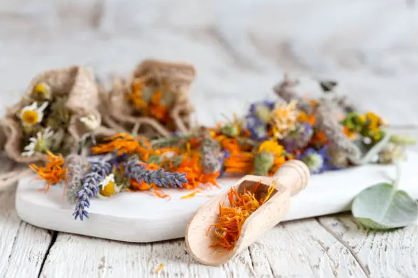 Phytotherapie<br>Heilkraft durch Pflanzen